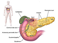 Израильские ученые показали, как поджелудочная железа адаптируется к старению и диабету